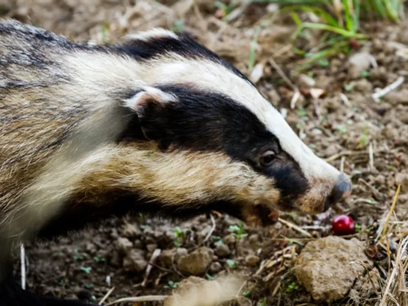 Jandarmii au fost chemaţi să alunge un bursuc dintr-o gospodărie/FOTO: unsplash.com