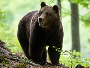 Încă un bărbat atacat de urs în Harghita (Tulgheș), a fost solicitat elicopterul SMURD/FOTO: Getty