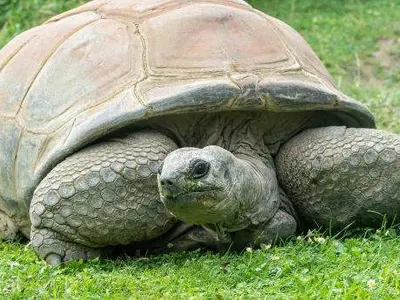 A murit Schurli, cel mai bătrân rezident al Grădinii Zoologice Schoenbrunn. / Foto: agerpres.ro