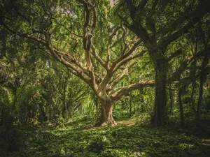 Trei orașe din România va avea 13 hectare de pădure urbană. Vor primi bani de la UE foto: Pexels (fotografie cu caracter ilustrativ)