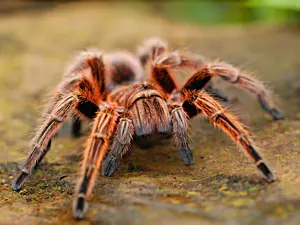 Doi germani au fost prinși în timp ce încercau să iasă din Columbia cu 300 de tarantule și scorpioni/FOTO: Unsplash