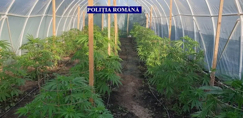 Cultură de marijuana - Foto: Poliția Română