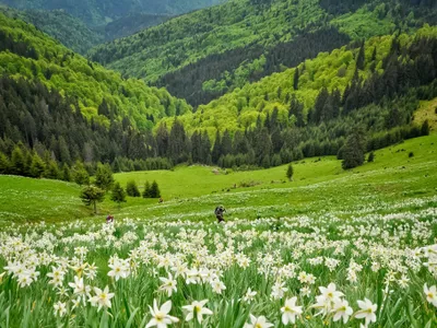 A înflorit Poiana narciselor, un loc de poveste. Cei care rup florile, amendați cu 10.000 lei foto: Muntii nostri (fotografie cu caracter ilustrativ)