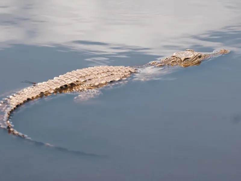 Un băiat a fost înghiţit de un crocodil/FOTO: unsplash.com