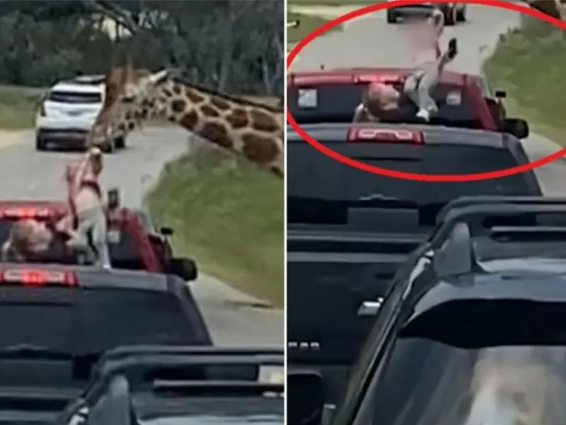 VIDEO O girafă i-a „furat” copilul unei mame. Fetița voia să hrănească animalul, dar a fost smulsă - Foto: Colaj/ Captură video