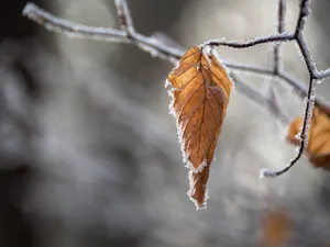 Vremea a trecut de la vară blândă la toamnă aspră. Șocul termic ne influențează puternic Foto: Freepik (fotografie cu caracter ilustartiv)