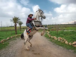 Mai mult de 100.000 yazidi rămân strămutați, dar lucrătorii și animalele de la un centru de terapie ecvestră oferă ajutor