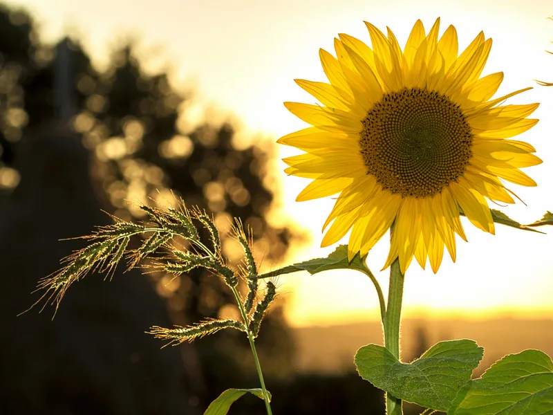 Cum a reușit un bărbat de 30 de ani din Argeș să tragă o țeapă de 120.000 lei cu florea-soarelui Foto: Pexels (fotografie cu caracter ilustrativ)