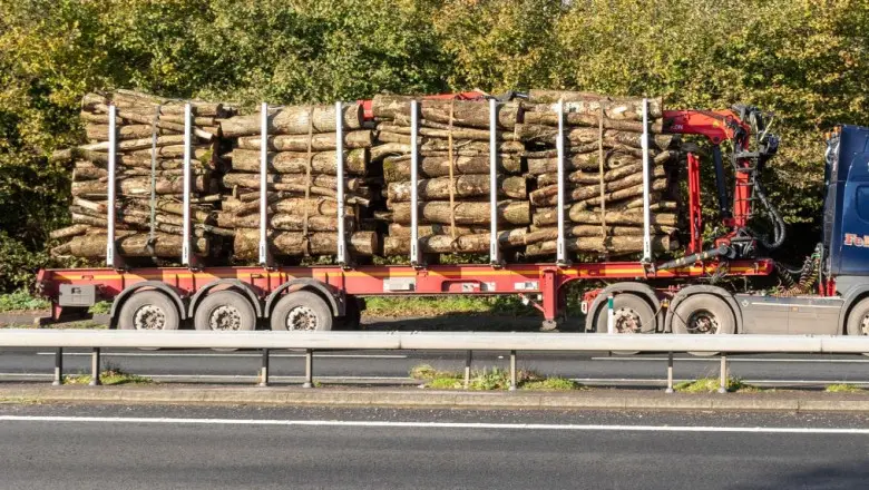 SUMAL 2.0 a scos la suprafaţă cantităţi uriaşe de masă lemnoasă transportate şi procesate ilegal. / Foto: digi24.ro