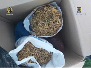 Mai multe kilograme de cannabis confiscate de D.I.I.C.O.T în Constanța. / Foto: Poliția Română