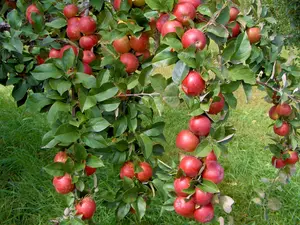 O femeie de 90 de ani a donat patru tone de mere pentru copiii şi adulţii instituţionalizaţi. / Foto: paradisverde.ro