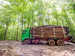 Camion încărcat cu bușteni tăiați din pădure/FOTO: WWF