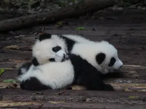 Pui de panda/FOTO: unsplash.com