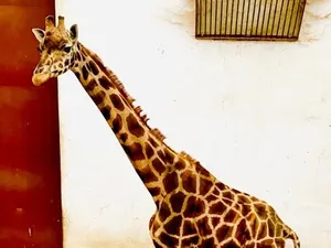 Sursa imagine: Faceboo Grădina Zoologică din Târgu Mureș