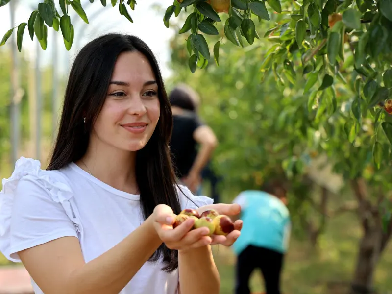 Fructul minune adus din China care crește la Dăbuleni. Te scapă de insomnie și reglează digestia - Foto: Profimedia Images