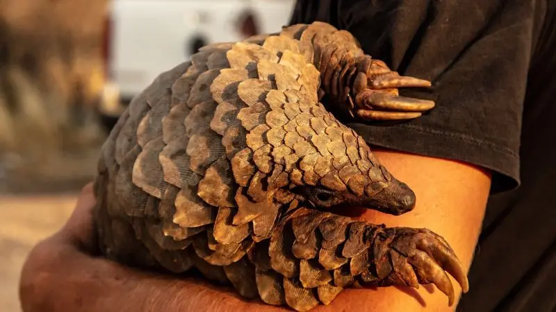 Pangolins and their scales are now the world’s most trafficked wildlife products. Photo: Piqsels.com / Public domain