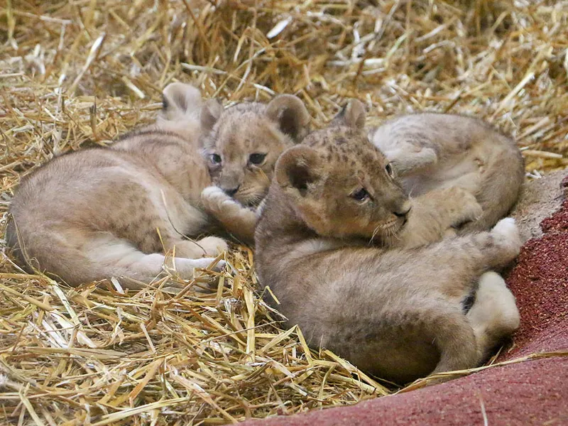 Trei pui de leu, noile vedete ale grădinii zoologice din Gelsenkirchen, Germania. / Foto: ZOOM Erlebniswelt Gelsenkirchen, Facebook