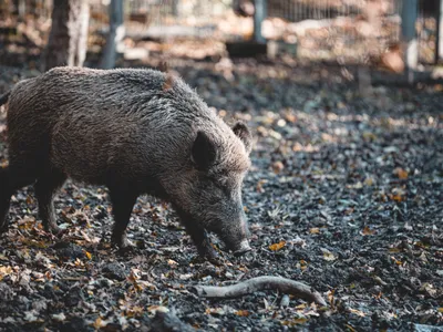 Porc mistreț- Foto: PEXELS PHOTOS