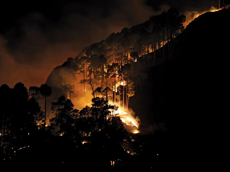 Un incendiu de pădure în Ramsoo, India, în ianuarie 2021