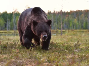 Ursul agresiv care a atacat 7 persoane în Italia și care urma să fie adus în România, împușcat - Foto: Profimedia images - Caracter ilustrativ