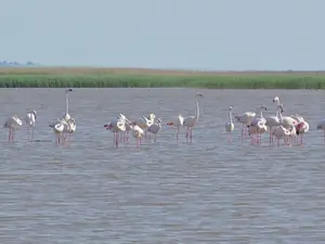 Scene exotice pe plaja Mării Negre. Mai multe păsări Flamingo au fost văzute în Eforie Foto: captură video Observator