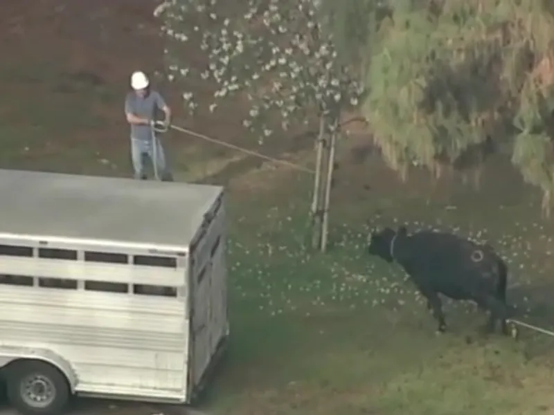 Vaca a fost prinsă de polițiști lângă Los Angeles. FOTO: Captură video