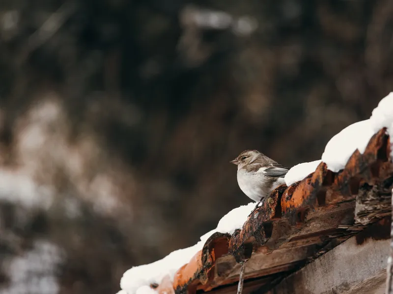 VREMEA Temperaturi de aprilie în luna decembrie. La ce vreme să ne așteptăm astăzi în toată țara Foto: Pexels (fotografie cu caracter ilustrativ)