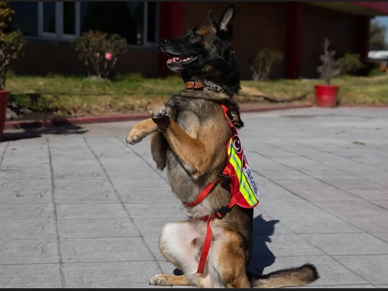 Rex, din echipa mexicană/Foto: anadolu