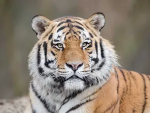 Un îngrijitor a fost ucis de tigru la Grădina Zoologică din Piteşti. Cum a fost posibil Foto: Freepik (fotografie cu caracter ilustrativ)