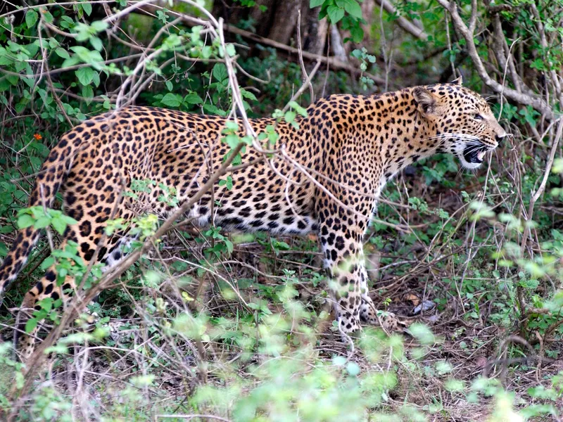 Pe care continent trăiesc cele mai multe specii de animale? De ce unele vor muri de mâna omului? - Foto: Profimedia Images