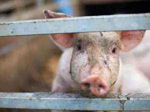 Pesta porcină lovește grav industria cărnii de porc la granița României. Virusul rezistă și înghețat - Foto: Profimedia images