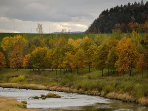 Ţara în care va fi oprită tăierea pădurilor - Foto: Pexels/Aleksandra S