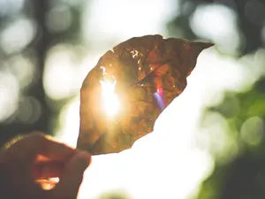 Record de temperatură în Canada. FOTO: Pexels.com