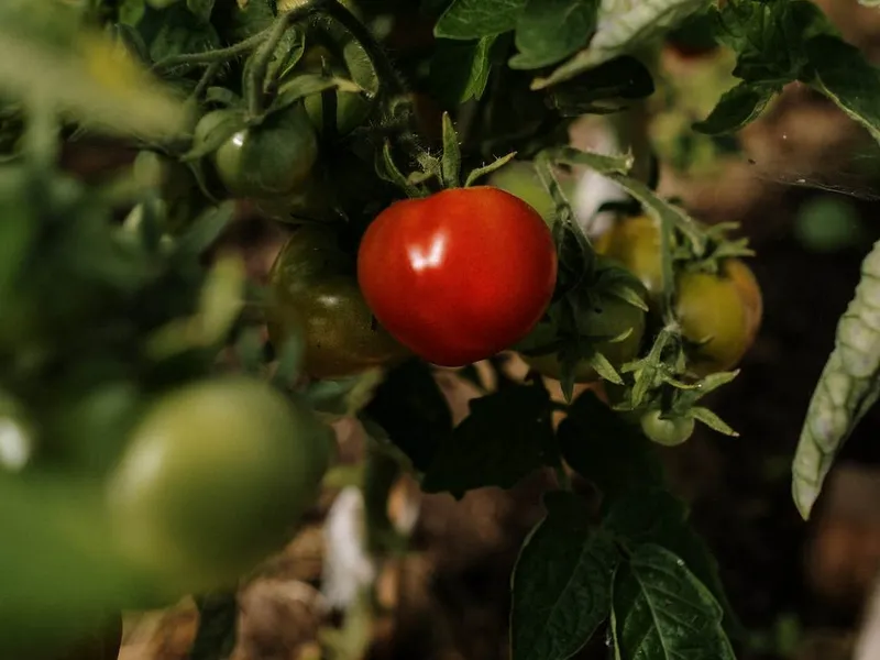 Atenție, la ce cumpărați! 5 agricultori români, prinși că au stropit legumele cu chimicale nocive - Foto: pexels.com/cottonbro studio - Rol ilustrativ