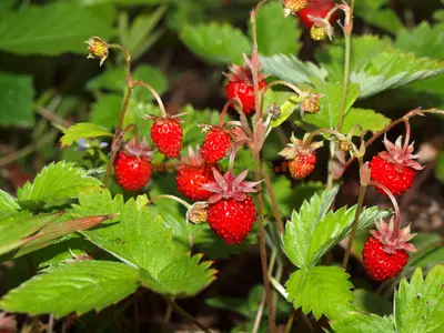 Care e fructul din România care costă 80 de lei kilogramul. De ce considerat un lux? Foto: Paradis Verde (fotografie cu caracter ilustrativ)