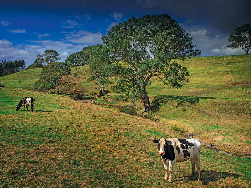 Furnicarul, Adelaide Hills, Australia