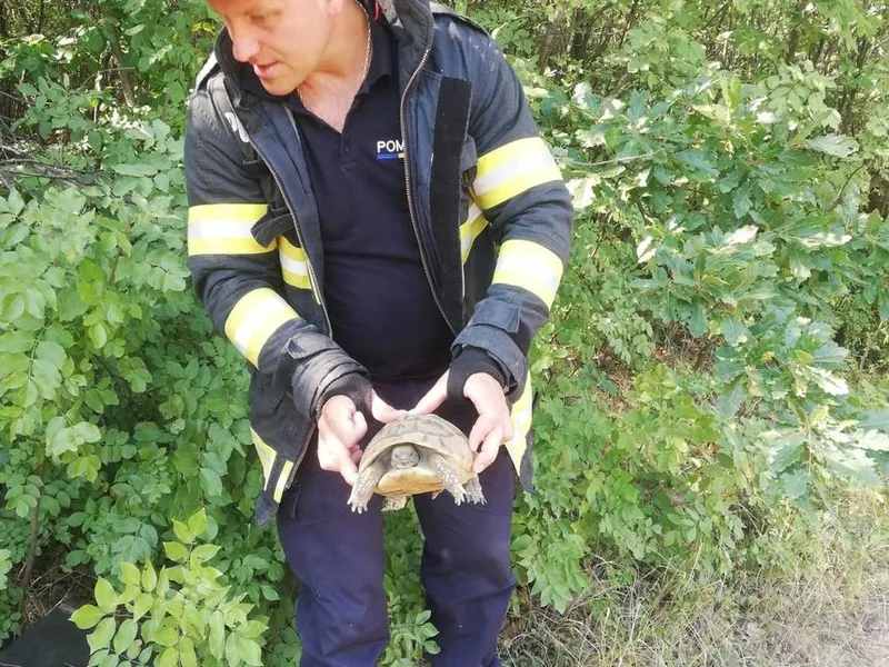 FOTO POmpierii au salvat două broaște țestoase la o intervenție într-un câmp incendiat