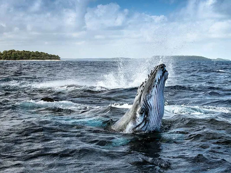 O săritură a puiului de balenă cu cocoașă de pe Vava’u, Tonga