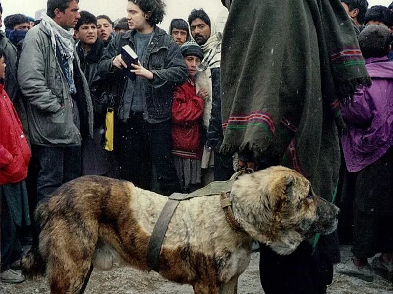 Ciobănesc afgan de luptă Foto: Mihai Duță