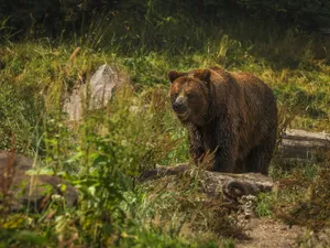 Povestea tinerei ucise de urs în Bucegi face înconjurul Europei și SUA: Urșii terorizează localnicii - Foto: Freepik.com (Imagine cu rol ilustrativ)