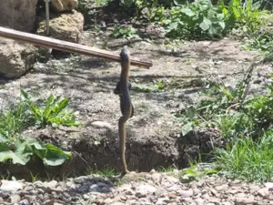 Șarpe prin de jandarmi în Prahova Foto: IJJ Prahova