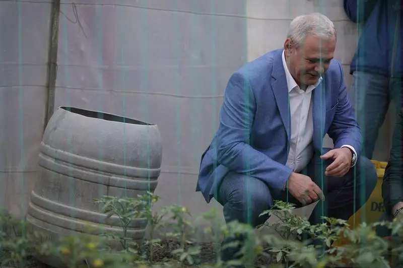 Dragnea susținea că roșiile din import sunt pline de chimicale Foto: Inquam