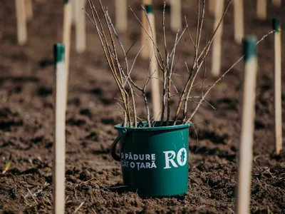 Romsilva și Ministerul Mediului au cifre diferite despre suprafața de pădure din România/FOTO: Ministerul Mediului