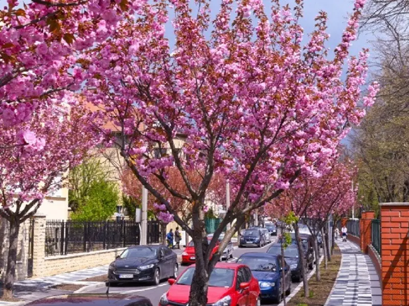 În ce oraș din România se află cea mai frumoasă stradă din Europa - Foto: