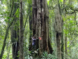 O nouă specie de arbori uriași a fost descoperită. Copacii trăiesc și 3.000 de ani - Foto:  Bianchi et al., Phytotaxa 2025, Ifl Science