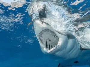 Clipe de coșmar pentru o femeie care făcea snorkeling în Hawaii. A fost atacată de un rechin - FOTO: Pexels