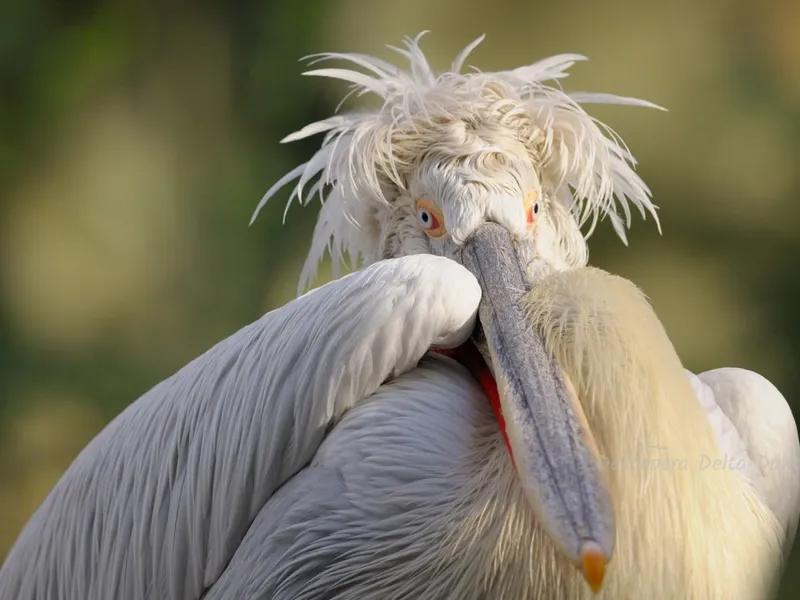 Pelican creț - Foto: Descoperă Delta Dunării