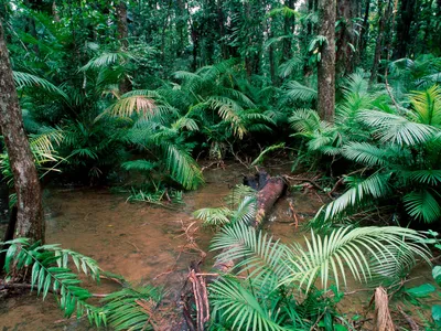 Pădure din Australia - Foto: Profimedia Images