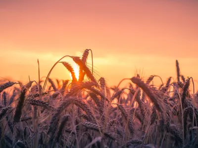 Lanuri de grâu (caracter ilustrativ) - Foto: Pexels / Pixabay