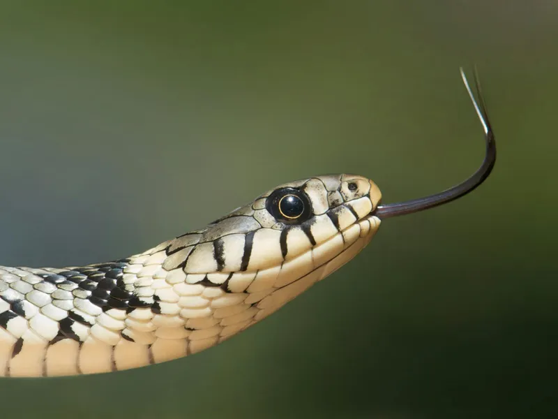 Un bărbat a fost omorât de șerpii pe care îi avea în casă. Ținea un piton și 3 vipere  Foto: Pexels (fotografie cu caracter ilustrativ)